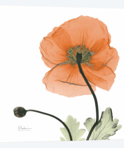 Iceland Poppy Orange