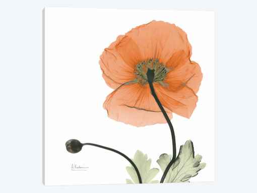 Iceland Poppy Orange