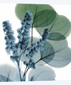 Lilly Of Eucalyptus I