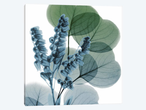 Lilly Of Eucalyptus I