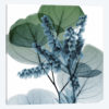 Lilly Of Eucalyptus II