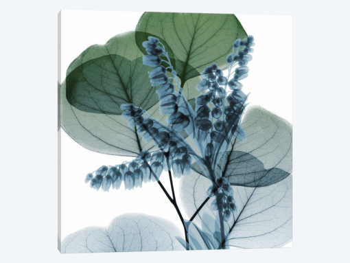 Lilly Of Eucalyptus II