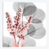 Eucalyptus Blush II