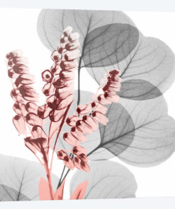 Eucalyptus Blush II