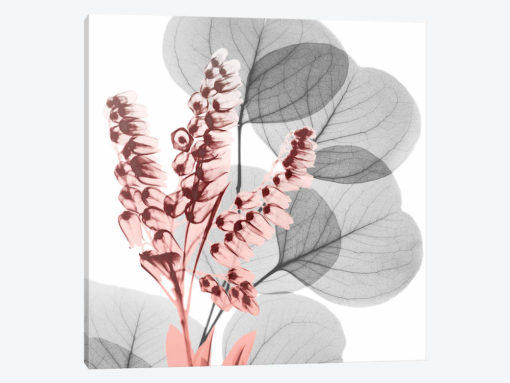 Eucalyptus Blush II