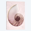 Marble Blush Snail I