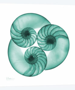 Nautilus Trio
