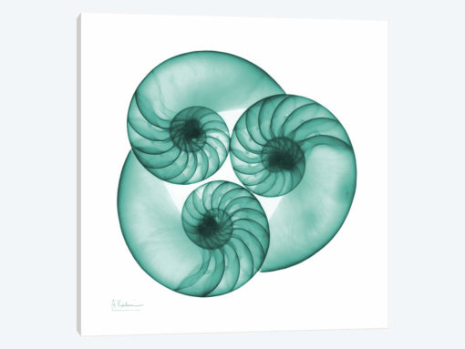 Nautilus Trio