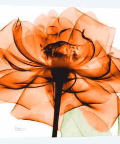 Orange Rose