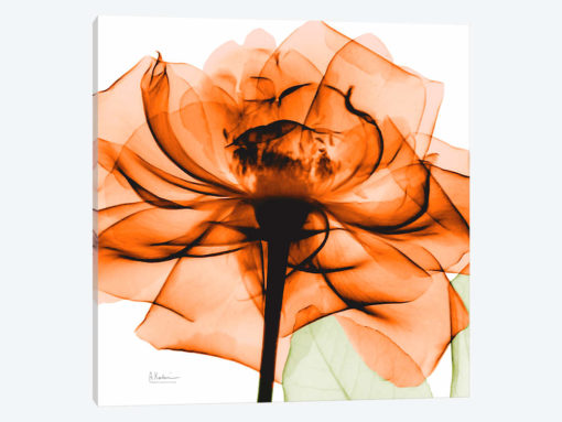 Orange Rose