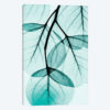 Teal Eucalyptus