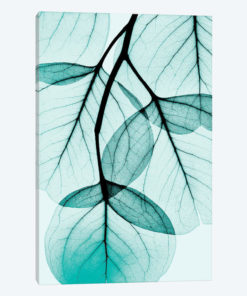 Teal Eucalyptus