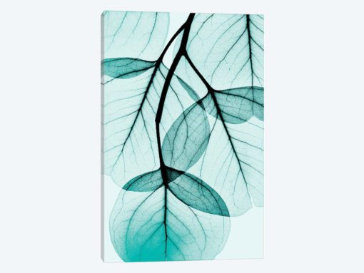 Teal Eucalyptus
