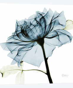 Teal Rose III