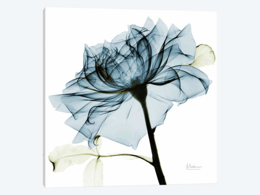 Teal Rose III