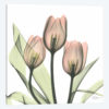 Tulips I