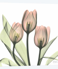 Tulips I