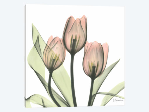 Tulips I