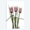 Tulips II