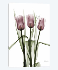 Tulips II