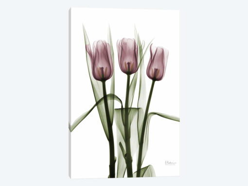 Tulips II