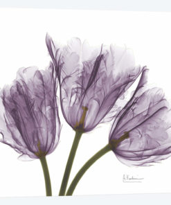 Tulips III