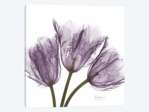 Tulips III