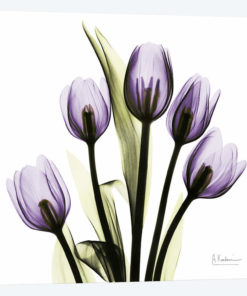 Tulips Imagine