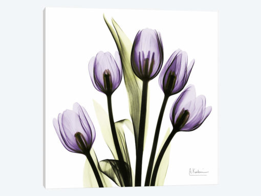Tulips Imagine