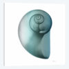 Water Snail II