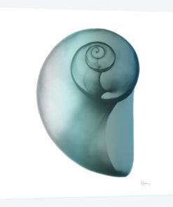 Water Snail II