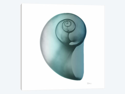 Water Snail II