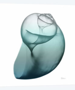 Water Snail III