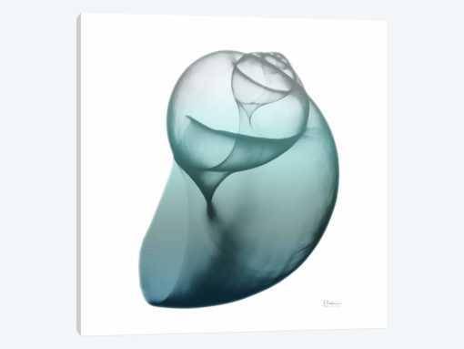 Water Snail III