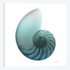 Water Snail IV