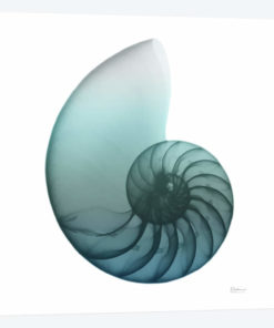 Water Snail IV