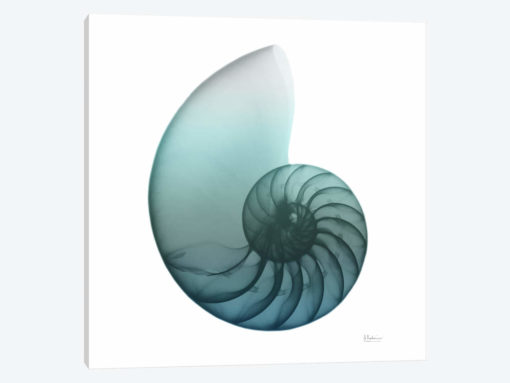 Water Snail IV