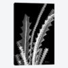 Banksia SE46