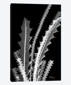 Banksia SE46