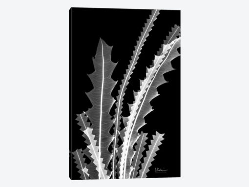 Banksia SE46