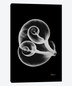 Conjoined Shells On Black