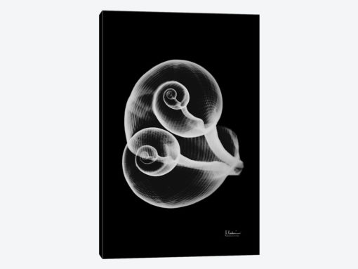 Conjoined Shells On Black