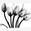 Marching Tulips