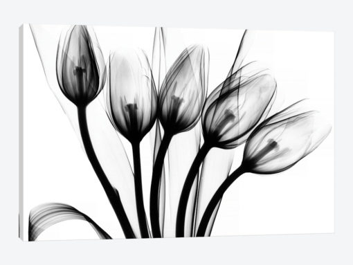 Marching Tulips