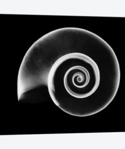 Ramshorn Snail Shell