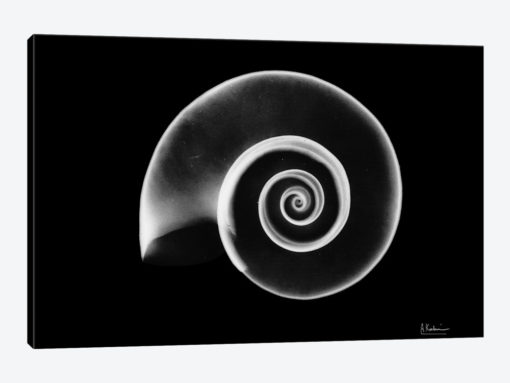 Ramshorn Snail Shell