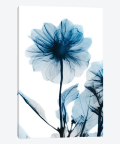 Sapphire Gleam II