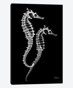 Seahorse Twins On Black