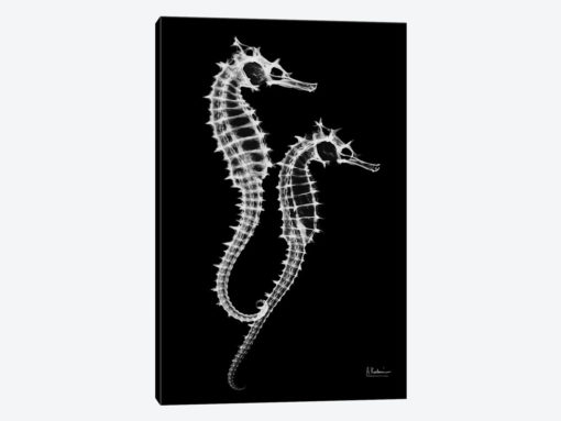 Seahorse Twins On Black