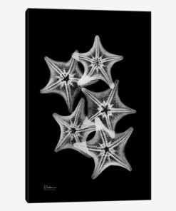 Starfish Collage